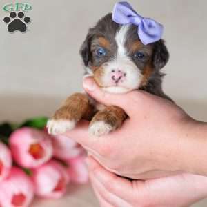 Cathy, Mini Bernedoodle Puppy